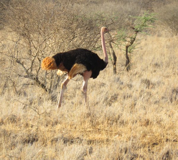 WhatsApp Image 2024-09-08 at 5.50.59 AM (1)