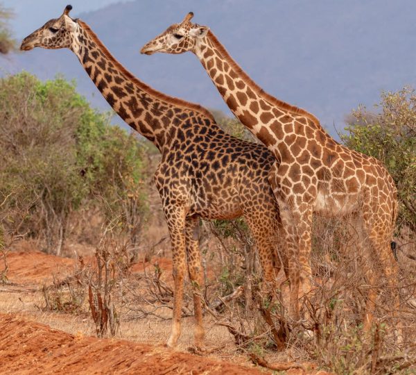 WhatsApp Image 2024-10-21 at 10.41.36 AM