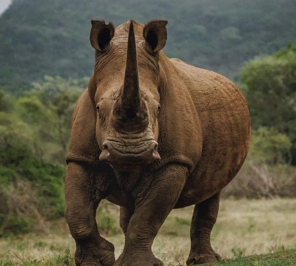 rhino