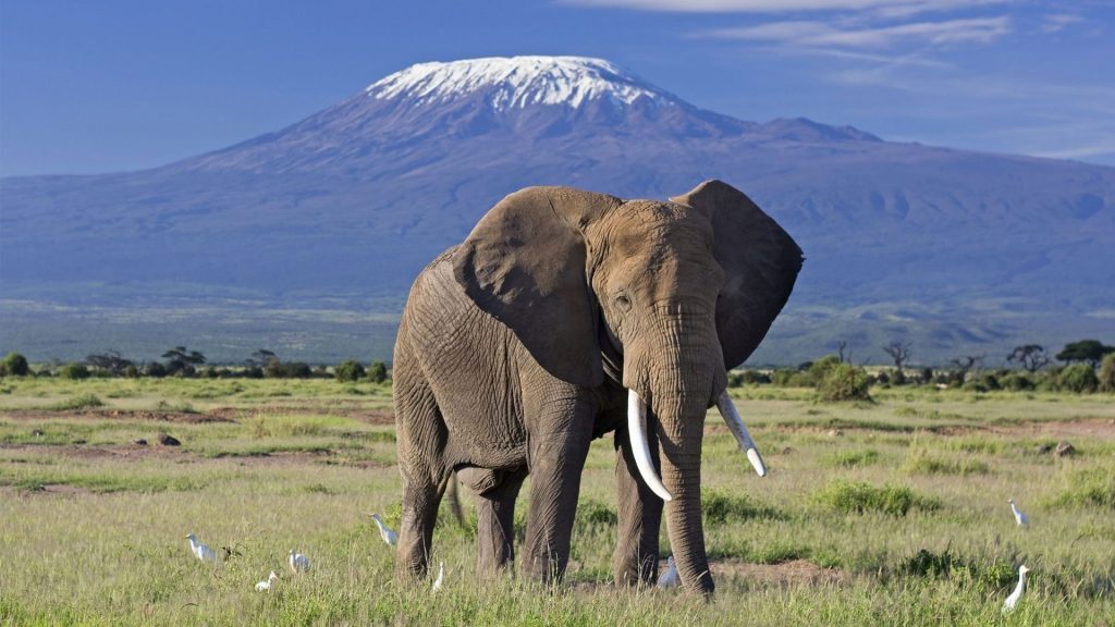 Amboseli National Park in Kenya - large herds of elephants and beautiful views of Mount Kilimanjaro