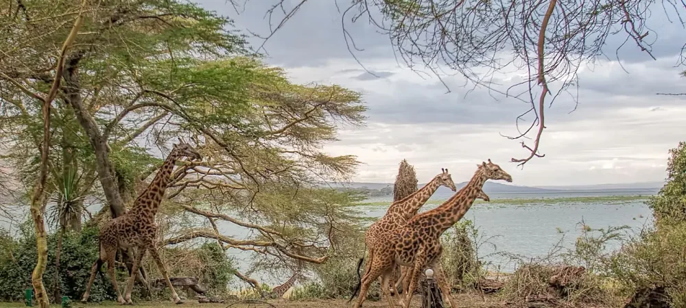 Crescent Island Lake Naivasha Kenya