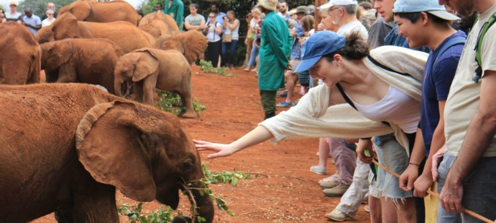 Experience the best Nairobi excursions! Discover wildlife safaris, cultural tours, scenic landscapes, and vibrant city life. Plan your adventure today and explore Nairobi National Park, Giraffe Centre, Karen Blixen Museum, David Sheldrick Elephant Orphanage, Nairobi National Museum plus a day experience of Lake Naivasha, Crescent Island and Hell's Gate National Park