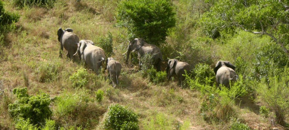 Elephants at Shimba Hills National Reserve in Kenya