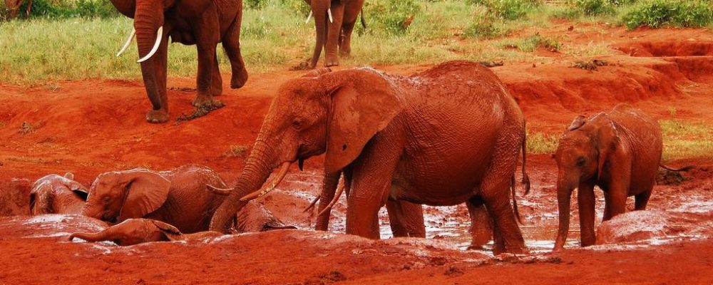 Elephants tsavo east national park - Blissgames Africa safaris