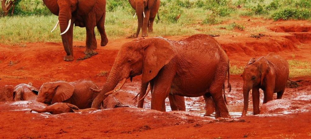 Elephants tsavo east national park - Blissgames Africa safaris