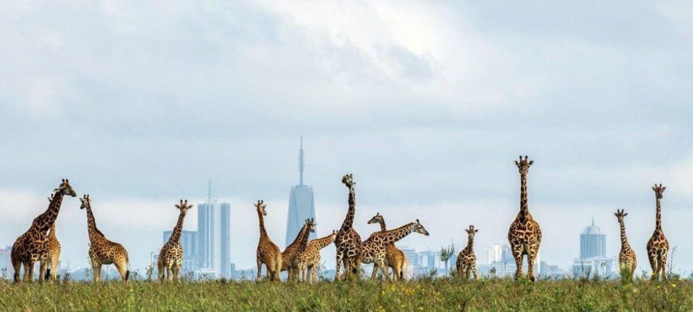 Giraffes-strolling-within-metres-of-the-skyscrapers-in-Nairobi-by-Paras-Chandaria-e1629716359645-1024x542