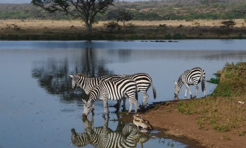 Nairobi-National-Park-with-Zebras-on-the-lake