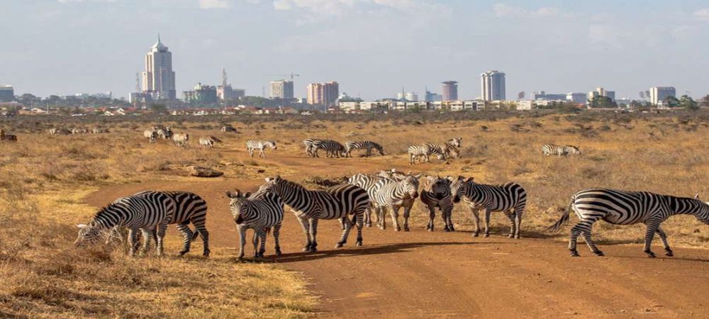 Webp.net-resizeimage-17