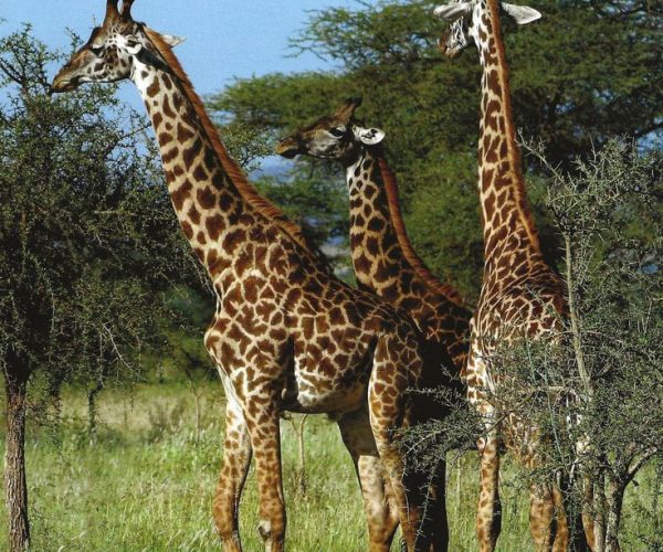 WhatsApp Image 2024-08-22 at 7.37.56 AM (2)