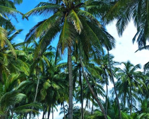 Wasini Island Excursion: Take a boat trip to experience marine life and local culture.