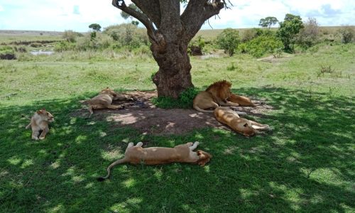 WhatsApp Image 2024-09-08 at 5.50.54 AM