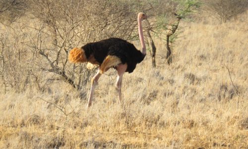 WhatsApp Image 2024-09-08 at 5.50.59 AM (1)