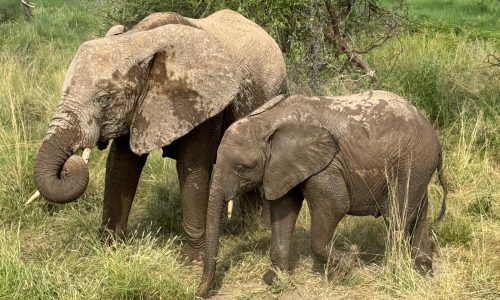 WhatsApp Image 2024-10-21 at 10.39.32 AM