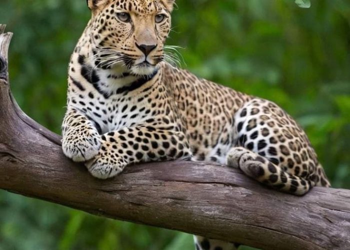 leopard
