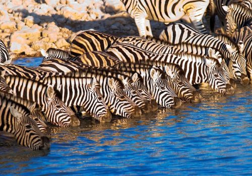 zebra